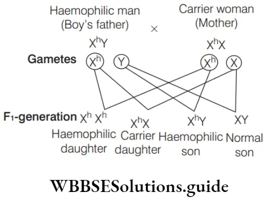 NEET Biology Pedigree Analysis And Genetic Disorders Question 80
