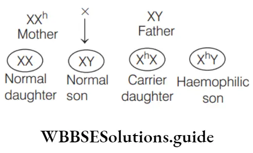 NEET Biology Pedigree Analysis And Genetic Disorders Question 82