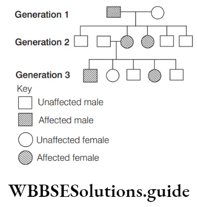 NEET Biology Pedigree Analysis And Genetic Disorders Sex Linked trait In Humans