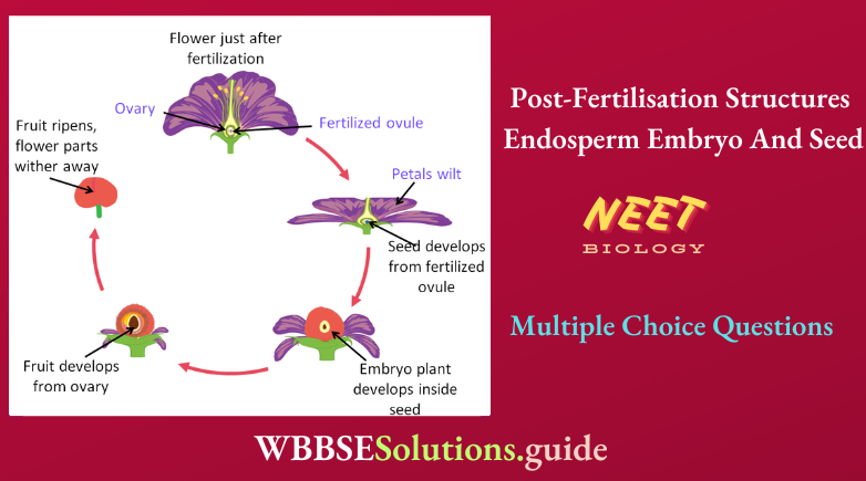 NEET Biology Post Fertilisation Structures Endosperm Embryo And Seed Multiple Choice Question And Answers