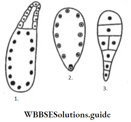 NEET Biology Post Fertilisation Structures Question 15 Endosperm Types