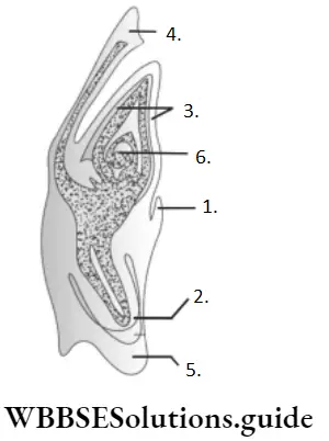 NEET Biology Post Fertilisation Structures Question 40 LS of An Embryo of Grass