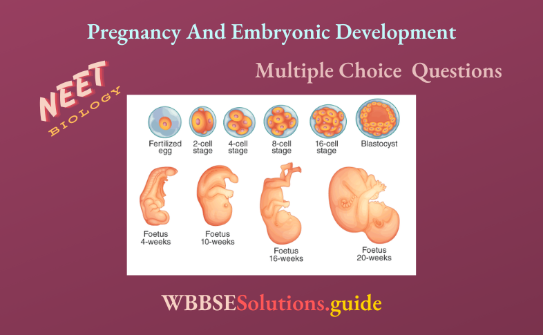 NEET Biology Pregnancy And Embryonic Development Multiple Choice Question And Answers