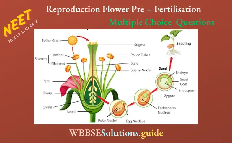 NEET Biology Reproduction Flower Pre – Fertilisation Multiple Choice Question And Answers