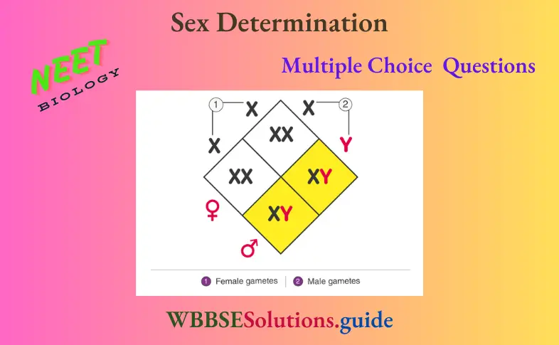 NEET Biology Sex Determination Multiple Choice Question And Answers