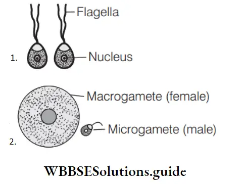 NEET Biology Sexual Reproduction Question 19 Gametes.