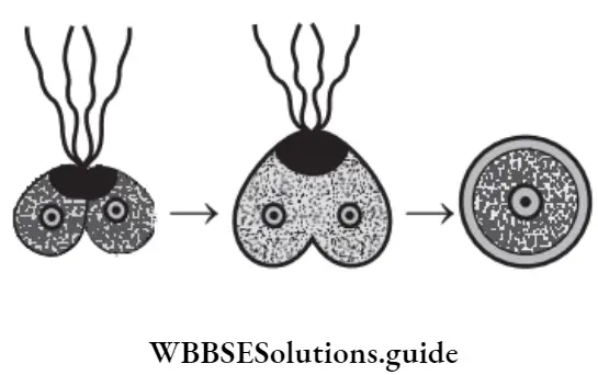 NEET Biology Sexual Reproduction Question 46 Sequence Of Events