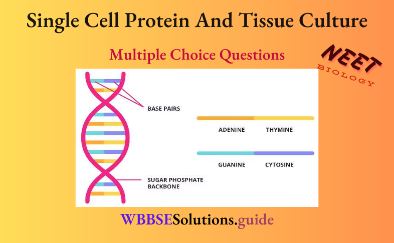 NEET Biology Single Cell Protein And Tissue Culture Multiple Choice Question And Answers