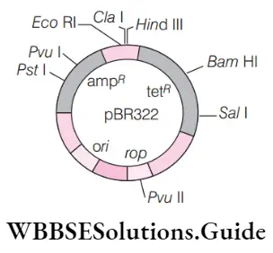 NEET Biology Tools of Recombinant DNA Technology MCQs Correctly identifies