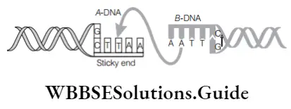 NEET Biology Tools of Recombinant DNA Technology MCQs plasmid DNA