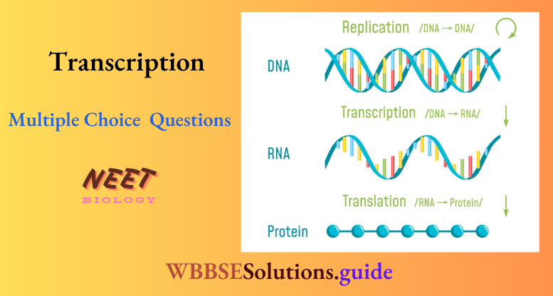 NEET Biology Transcription Multiple Choice Question And Answers