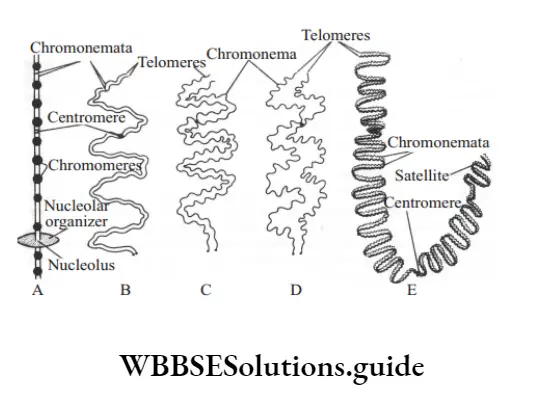 NEET Biology class 9 The Fundamental Units Of life Chromosomes A. Diagrammatic,B-E. Different parts of chromosomes