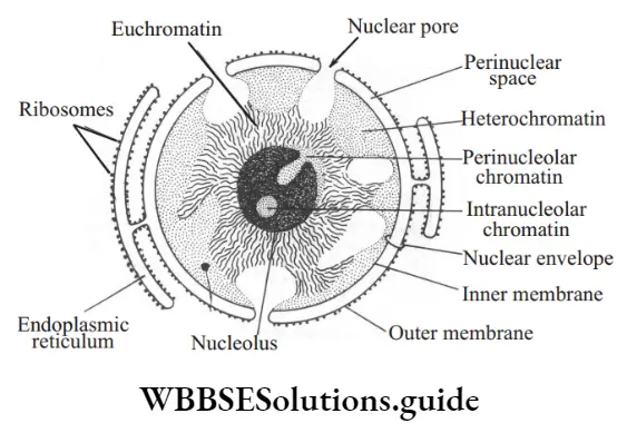 NEET Biology class 9 The Fundamental Units Of life Electron microscopic structure of nucleus