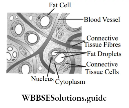 NEET Biology class 9 Tissues Adipose tissue.