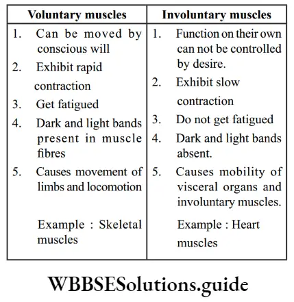 NEET Biology class 9 Tissues Differences between voluntaru muscles and involuntary muscles