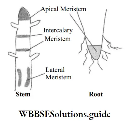 NEET Biology class 9 Tissues Intercalary meristem - Function