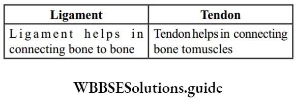 NEET Biology class 9 Tissues Ligament Tendon