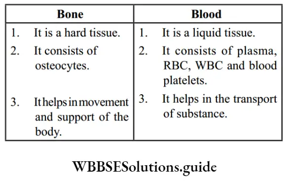 NEET Biology class 9 Tissues bone blood