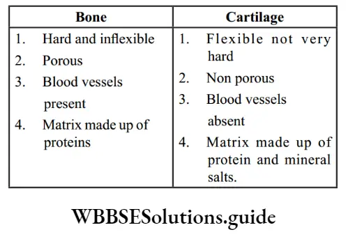 NEET Biology class 9 Tissues difference between bone and cartilage.