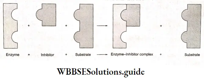 Basic Chemistry Class 12 Chapter 5 Surface Chemistry an enzyme inhibitor complex