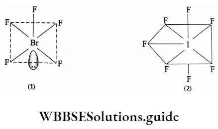 Basic chemistry Class 12 Chapter 7 The P Block Elements Structures of (1) BrF5 and (2) IF7