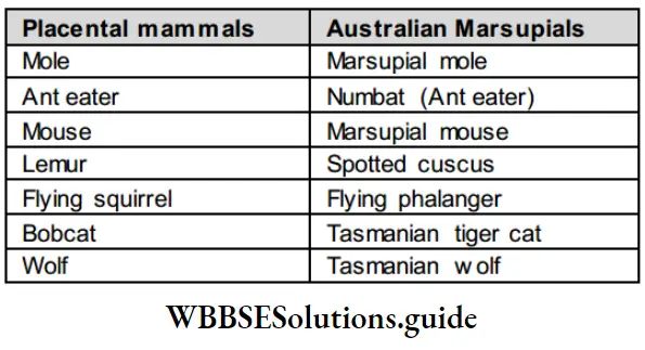 NEET Biology Class 12 Evolution Notes Placental And Australian Marsupials