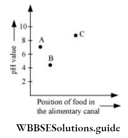 NEET Biology Class 7 Chapter 6 Digestion MCQs Question 25