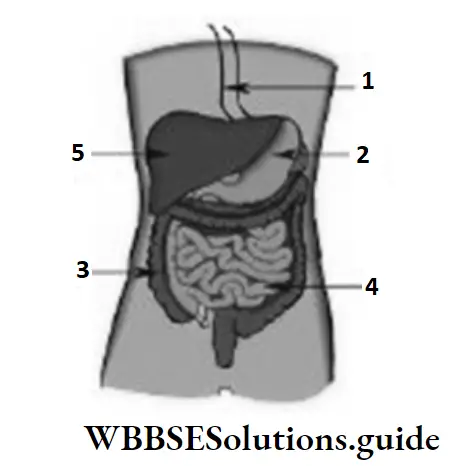 NEET Biology Class 7 Chapter 6 Digestion MCQs Question 32