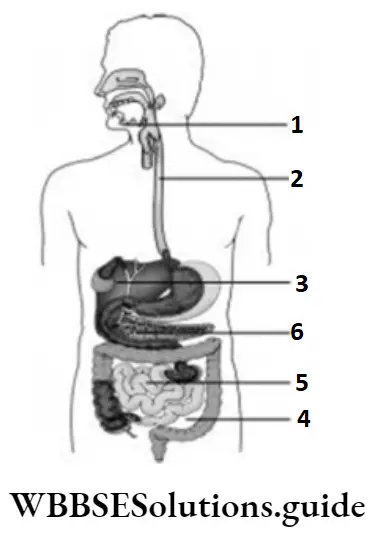 NEET Biology Class 7 Chapter 6 Digestion MCQs Question 41