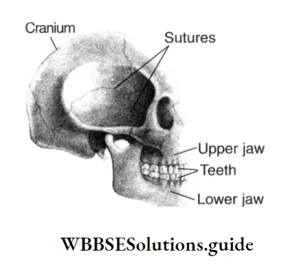 NEET Biology Class 7 Chapter 8 Movement In Animals And PLants Immovable Joints In Human Skull
