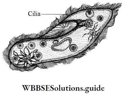 NEET Biology Class 7 Chapter 8 Movement In Animals And PLants Paramecium Showing Cilia
