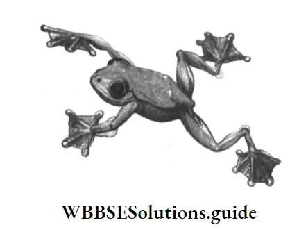 NEET Biology Class 7 Chapter 8 Movement In Animals And PLants Webbed Feet of frog