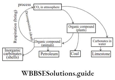 NEET Biology Natural Resources Carbon cycle.