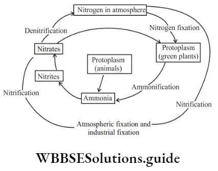 NEET Biology Natural Resources Nitrogen cycle..