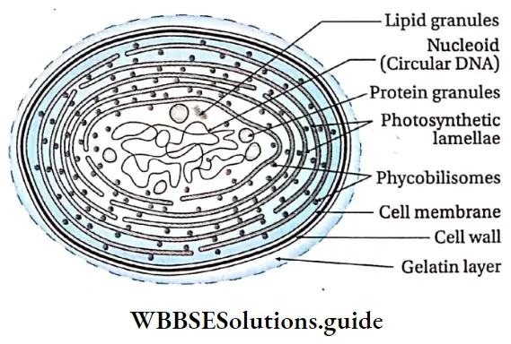 Biological Classification Important Notes - WBBSE Solutions