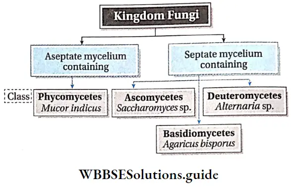 Biological Classification Important Notes - WBBSE Solutions