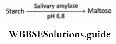 Biology Class 11 Chapter 16 Digestion And Absorption Salivary amylase