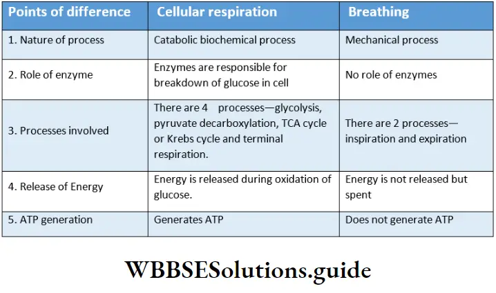 Biology Class 11 Chapter 17 Breathing And Exchange Of Gases Differences Between Cellular Respiration And Breathing