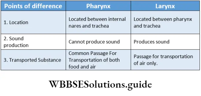 Biology Class 11 Chapter 17 Breathing And Exchange Of Gases Different Between Pharynx And Larynx