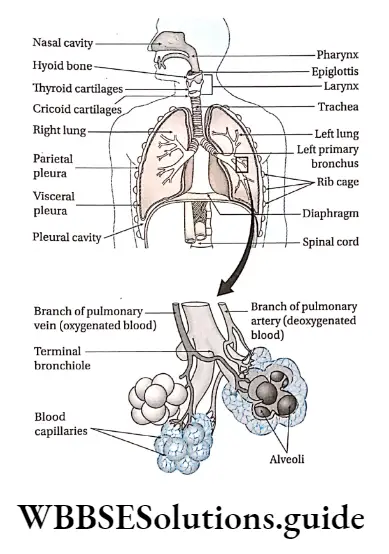 Biology Class 11 Chapter 17 Breathing And Exchange Of Gases Human respiratory System
