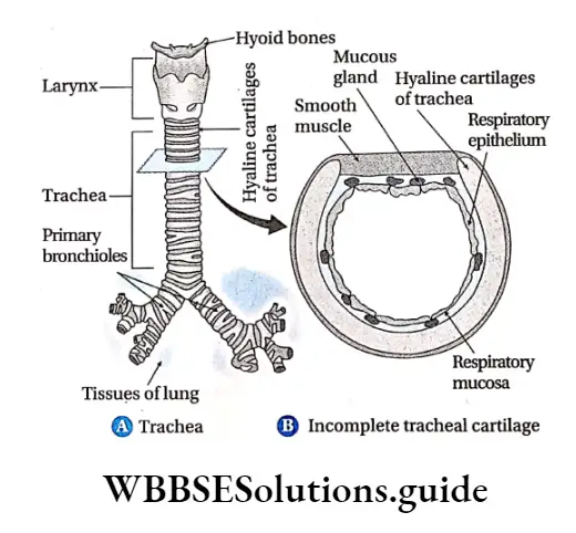 Biology Class 11 Chapter 17 Breathing And Exchange Of Gases Incomplete rings Of Cartilage Of Trachea