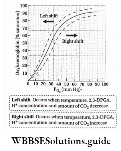 Biology Class 11 Chapter 17 Breathing And Exchange Of Gases Oxygen Dissocition Curve