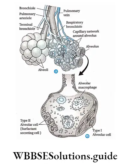 Biology Class 11 Chapter 17 Breathing And Exchange Of Gases Pulmonary Alveoli