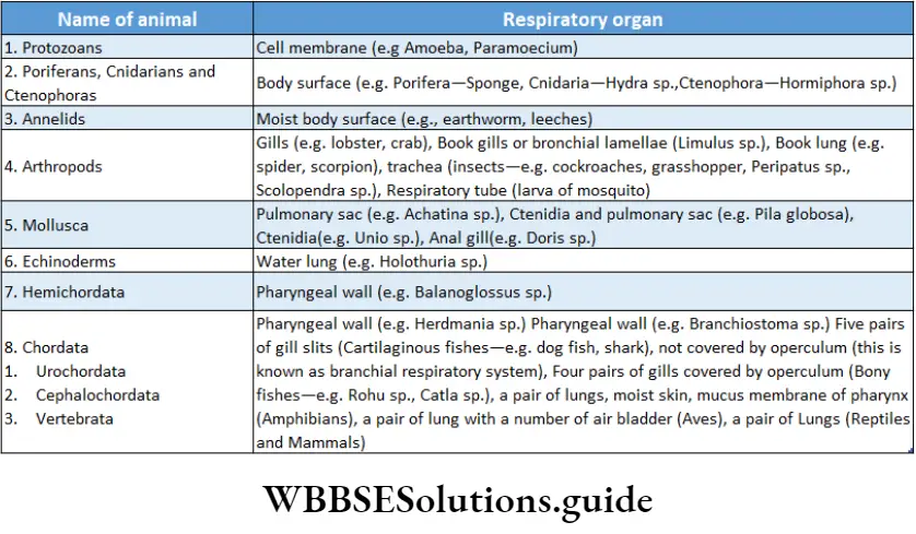Biology Class 11 Chapter 17 Breathing And Exchange Of Gases Respiratory Organs Of Some Animals