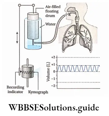 Biology Class 11 Chapter 17 Breathing And Exchange Of Gases Spirometer