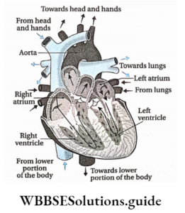WBCHSE Class 11 Biology Notes For Human Circulatory System - WBBSE ...