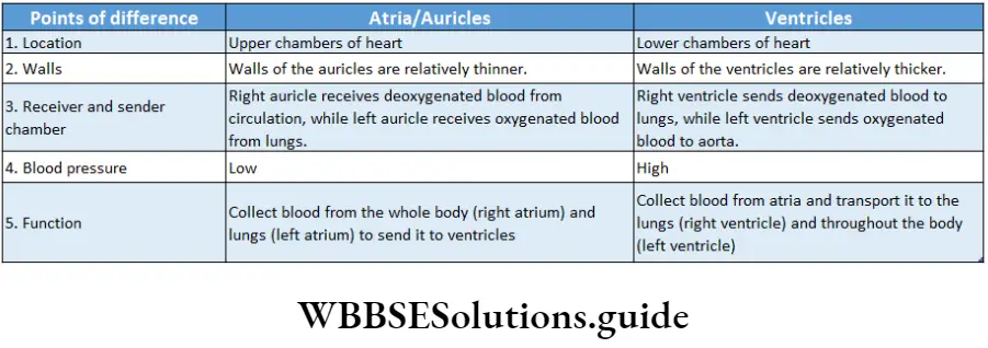 Biology Class 11 Chapter 18 Body Fluids And Circulation Different Between Atria And Ventricles Of Human Heart