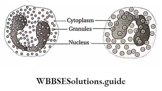 Biology Class 11 Chapter 18 Body Fluids And Circulation Eosinophil Basophil