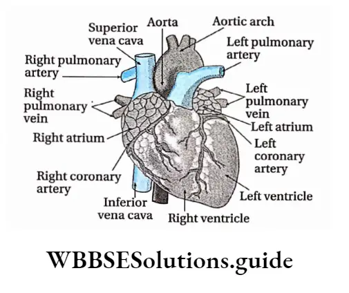 Biology Class 11 Chapter 18 Body Fluids And Circulation Human Heart