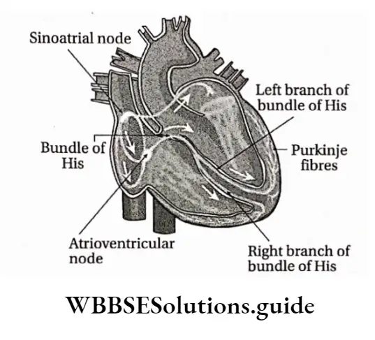 Biology Class 11 Chapter 18 Body Fluids And Circulation Junctional Tissue Of The Heart